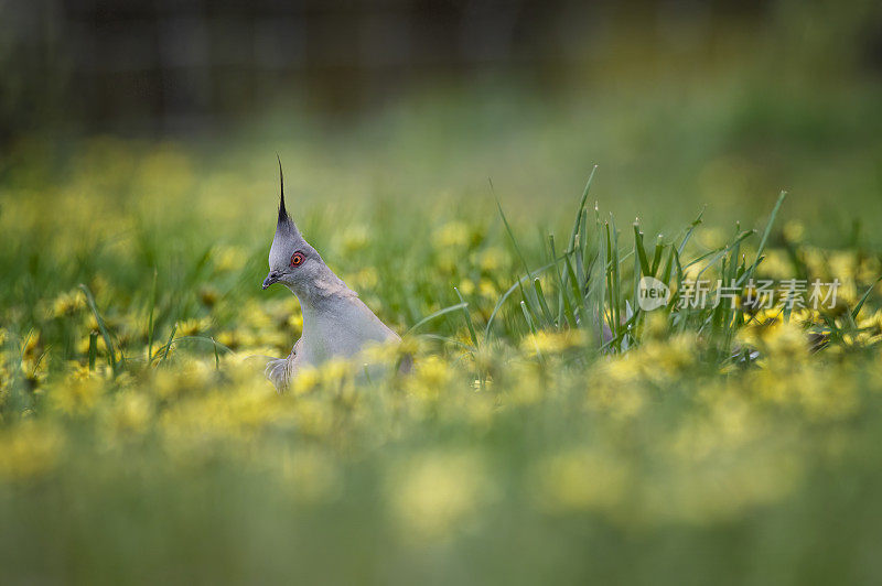 凤头鸽(Ocyphaps lophotes)